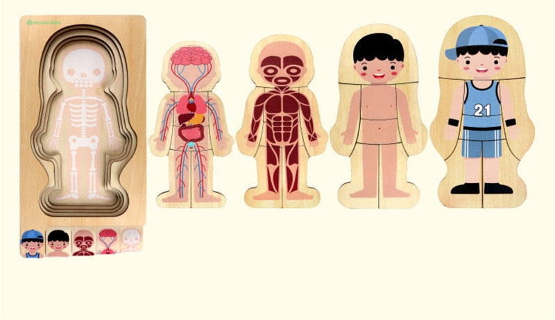 Quebra-Cabeça Montessori do Corpo Humano