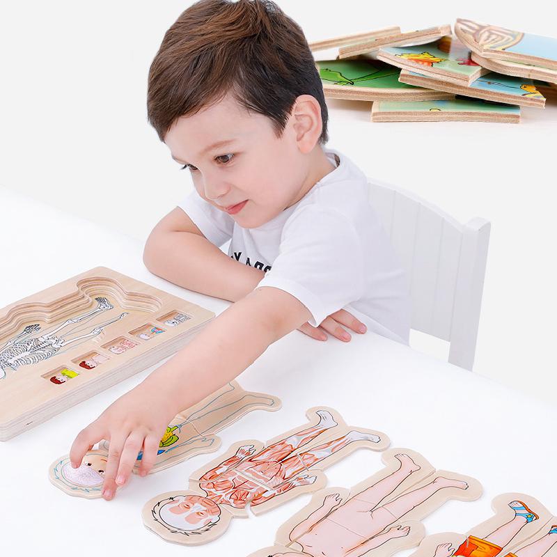 Quebra-Cabeça Montessori do Corpo Humano